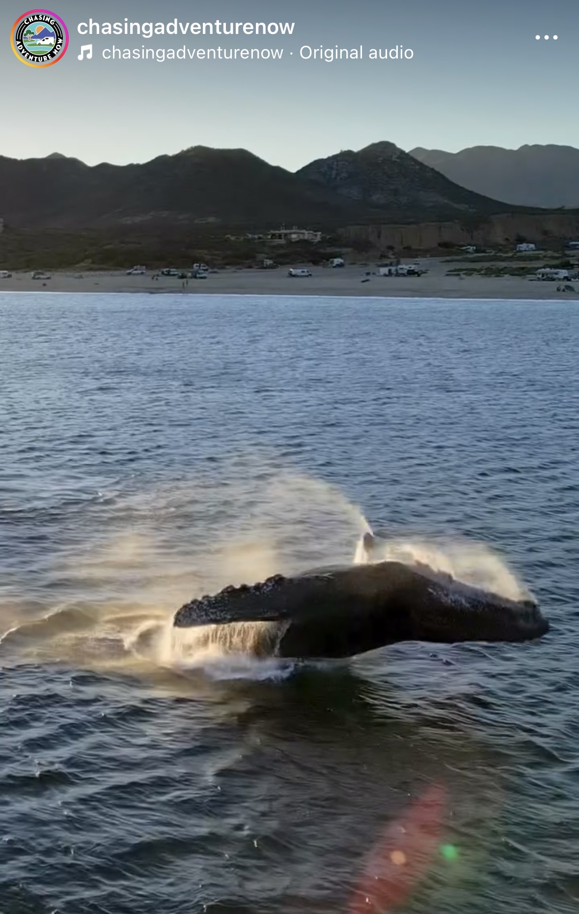 Whales